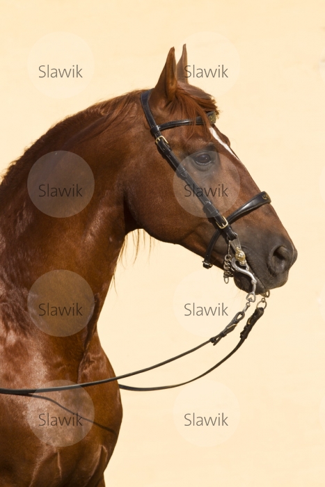 frederiksborger_zarif710223