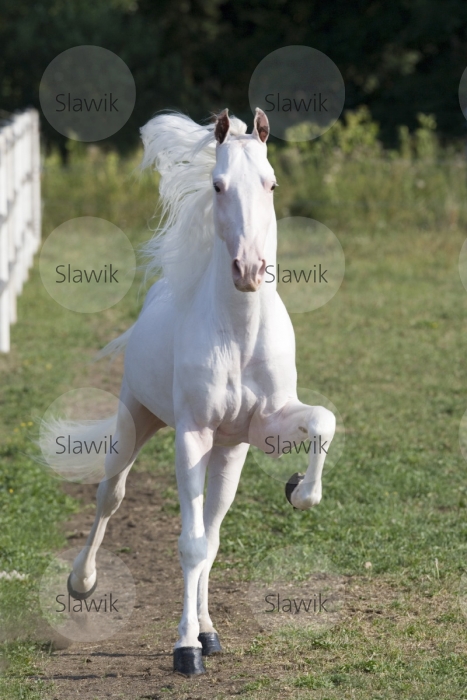 tennesse_walker_jack__b_63