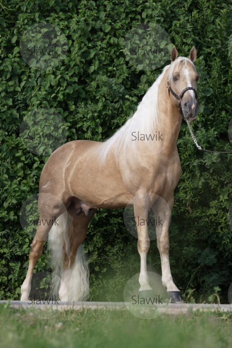 tennessee_walker_yellow_98