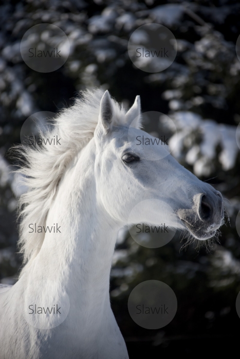 lipizzaner_1209582