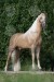 tennessee_walker_yellow_98